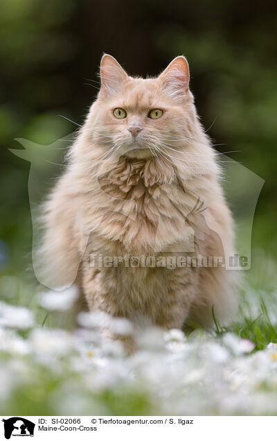 Maine-Coon-Mischling / Maine-Coon-Cross / SI-02066