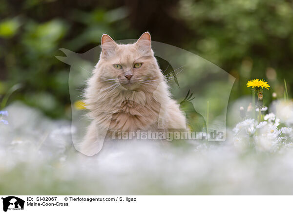 Maine-Coon-Mischling / Maine-Coon-Cross / SI-02067