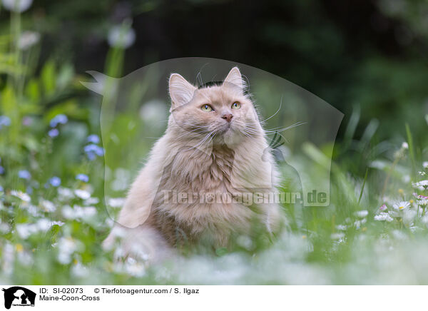 Maine-Coon-Mischling / Maine-Coon-Cross / SI-02073