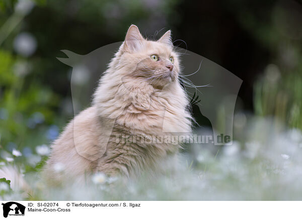 Maine-Coon-Mischling / Maine-Coon-Cross / SI-02074