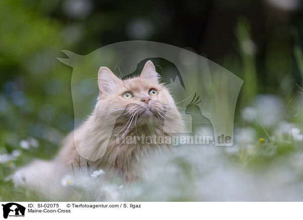 Maine-Coon-Mischling / Maine-Coon-Cross / SI-02075