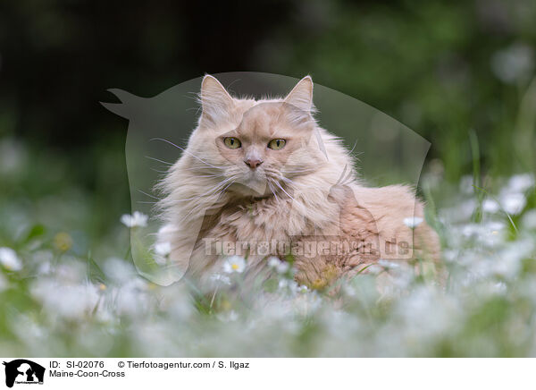 Maine-Coon-Mischling / Maine-Coon-Cross / SI-02076
