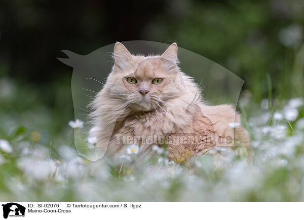 Maine-Coon-Cross / SI-02076