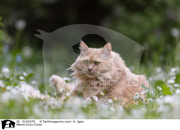 Maine-Coon-Mischling / Maine-Coon-Cross / SI-02078