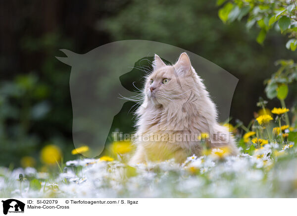 Maine-Coon-Mischling / Maine-Coon-Cross / SI-02079