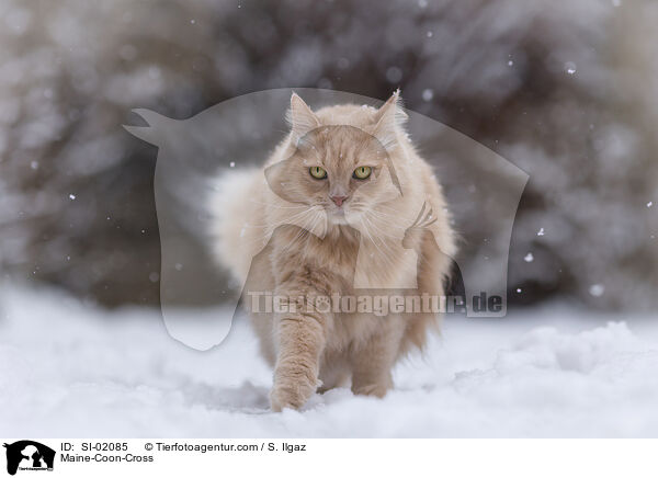 Maine-Coon-Mischling / Maine-Coon-Cross / SI-02085