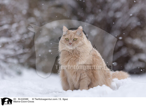 Maine-Coon-Mischling / Maine-Coon-Cross / SI-02086