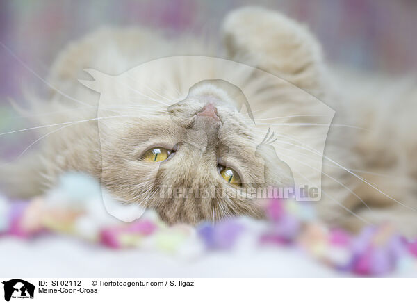Maine-Coon-Mischling / Maine-Coon-Cross / SI-02112