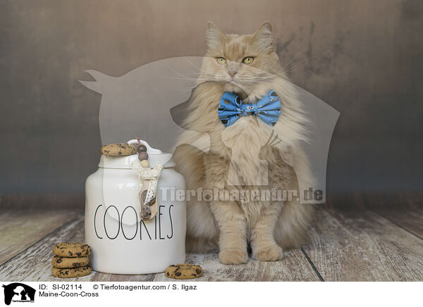 Maine-Coon-Cross / SI-02114