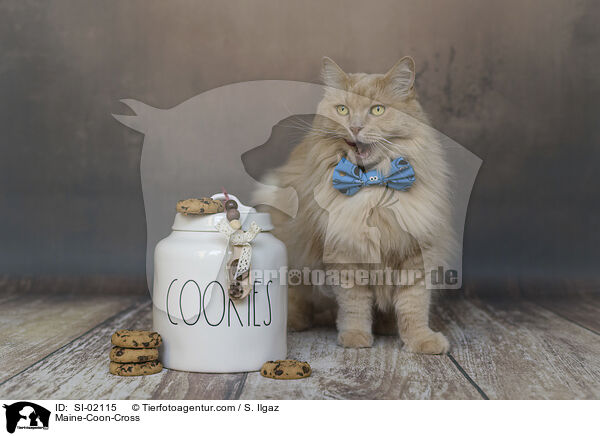 Maine-Coon-Cross / SI-02115