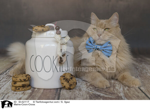 Maine-Coon-Cross / SI-02117