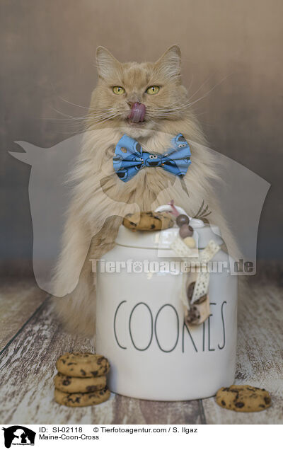 Maine-Coon-Cross / SI-02118