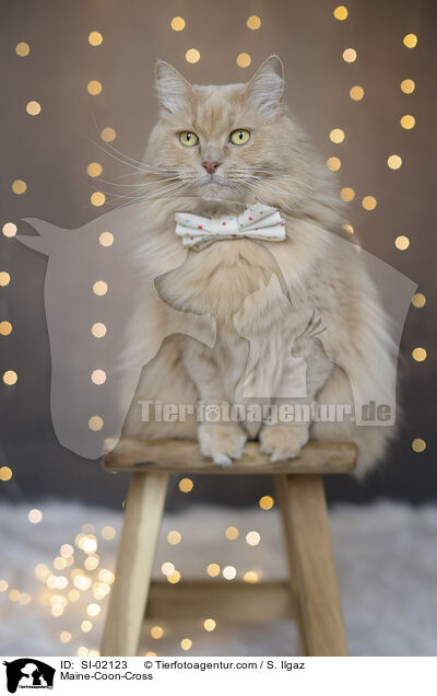 Maine-Coon-Cross / SI-02123