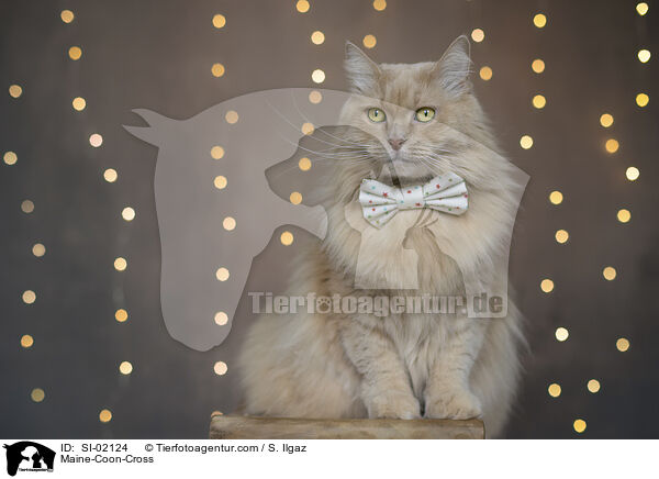 Maine-Coon-Mischling / Maine-Coon-Cross / SI-02124