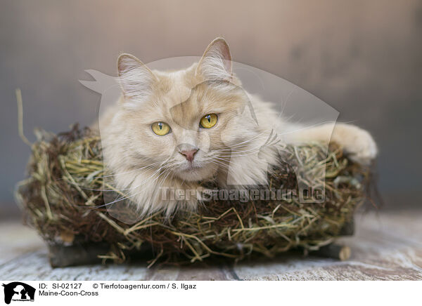 Maine-Coon-Mischling / Maine-Coon-Cross / SI-02127
