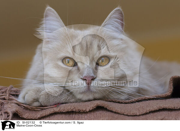 Maine-Coon-Mischling / Maine-Coon-Cross / SI-02132
