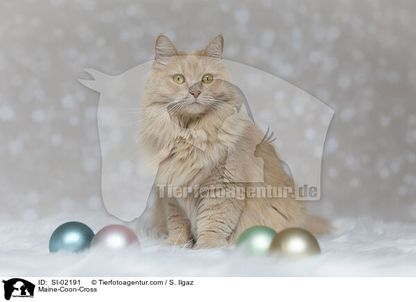 Maine-Coon-Mischling / Maine-Coon-Cross / SI-02191
