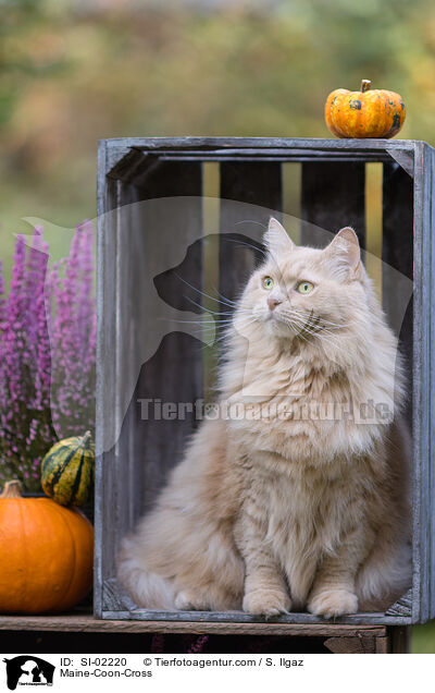 Maine-Coon-Mischling / Maine-Coon-Cross / SI-02220