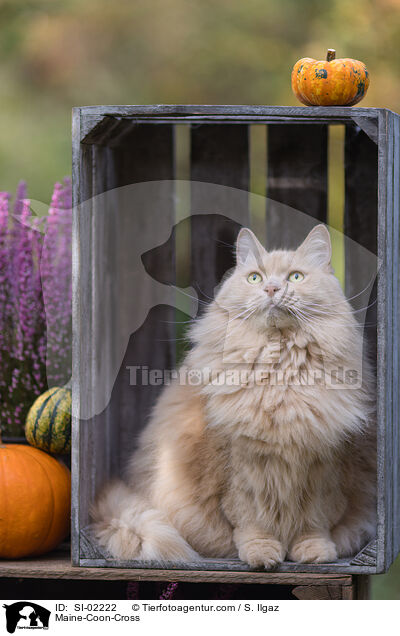 Maine-Coon-Mischling / Maine-Coon-Cross / SI-02222