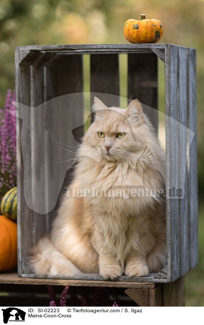 Maine-Coon-Mischling / Maine-Coon-Cross / SI-02223