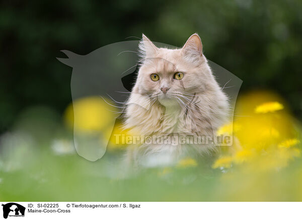 Maine-Coon-Mischling / Maine-Coon-Cross / SI-02225