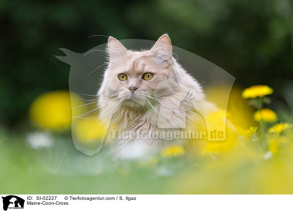 Maine-Coon-Mischling / Maine-Coon-Cross / SI-02227