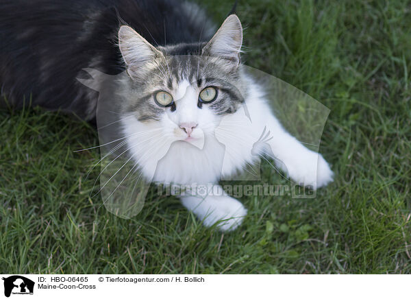 Maine-Coon-Mischling / Maine-Coon-Cross / HBO-06465