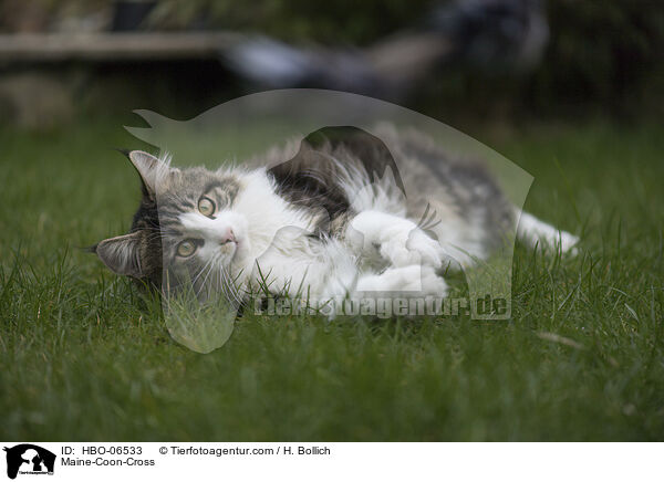 Maine-Coon-Cross / HBO-06533