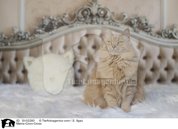 Maine-Coon-Mischling / Maine-Coon-Cross / SI-02280