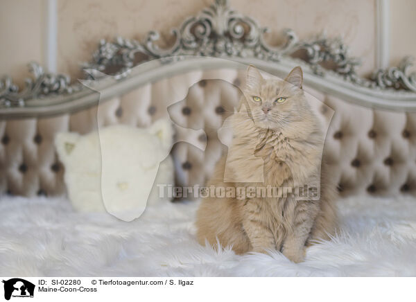 Maine-Coon-Cross / SI-02280