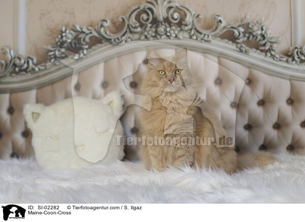 Maine-Coon-Mischling / Maine-Coon-Cross / SI-02282
