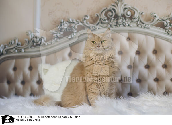 Maine-Coon-Mischling / Maine-Coon-Cross / SI-02283