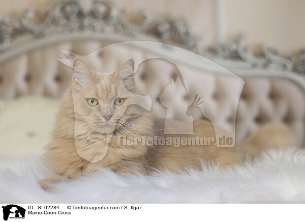 Maine-Coon-Mischling / Maine-Coon-Cross / SI-02284