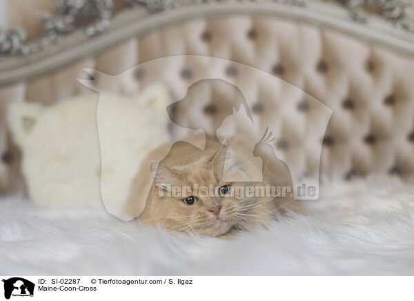 Maine-Coon-Mischling / Maine-Coon-Cross / SI-02287