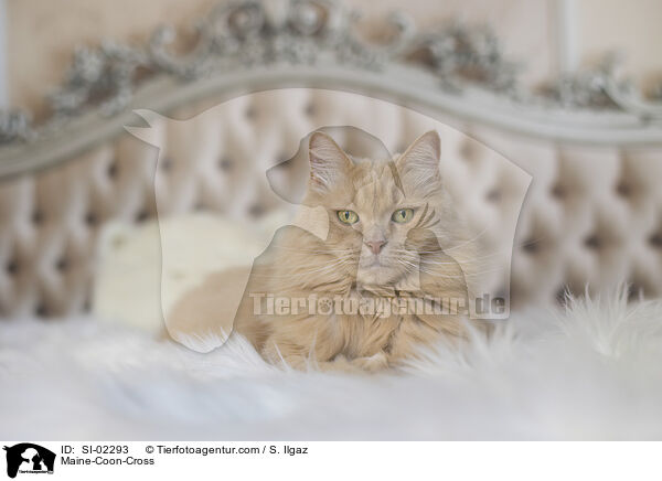 Maine-Coon-Mischling / Maine-Coon-Cross / SI-02293