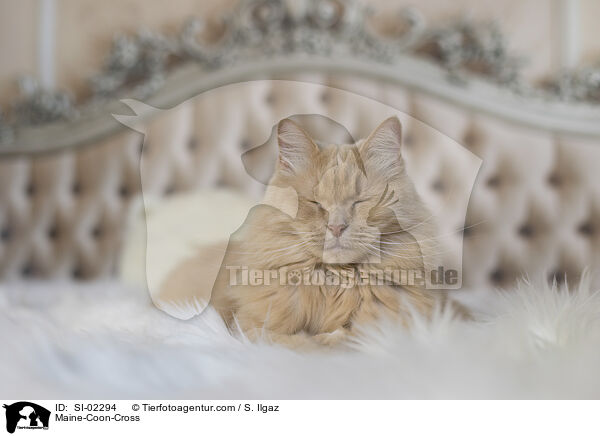 Maine-Coon-Cross / SI-02294