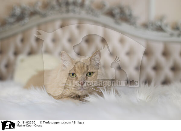 Maine-Coon-Mischling / Maine-Coon-Cross / SI-02295