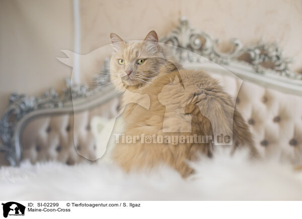 Maine-Coon-Mischling / Maine-Coon-Cross / SI-02299