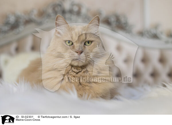 Maine-Coon-Mischling / Maine-Coon-Cross / SI-02301