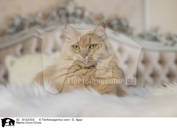 Maine-Coon-Cross / SI-02302