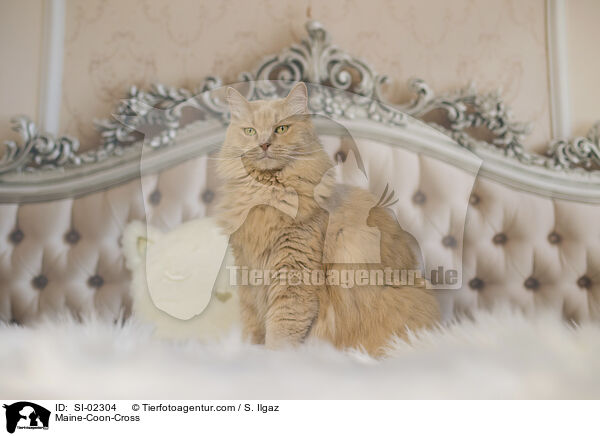 Maine-Coon-Mischling / Maine-Coon-Cross / SI-02304