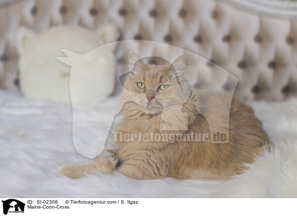 Maine-Coon-Mischling / Maine-Coon-Cross / SI-02308