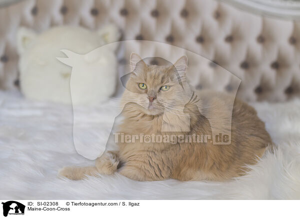 Maine-Coon-Cross / SI-02308