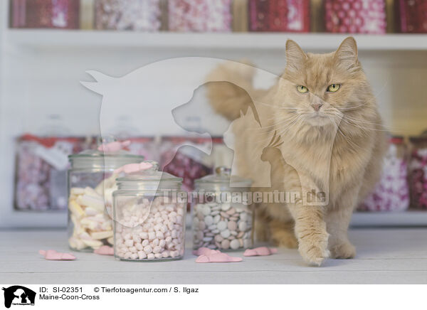 Maine-Coon-Mischling / Maine-Coon-Cross / SI-02351