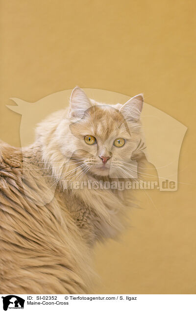 Maine-Coon-Mischling / Maine-Coon-Cross / SI-02352