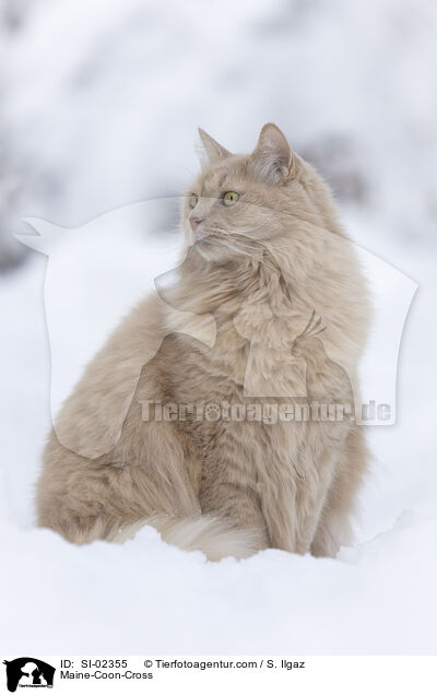 Maine-Coon-Mischling / Maine-Coon-Cross / SI-02355