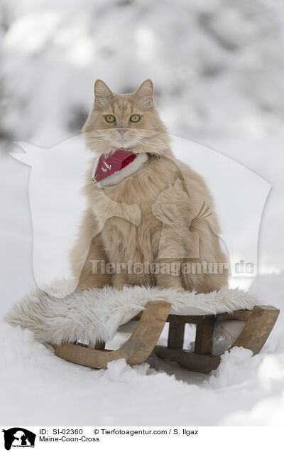 Maine-Coon-Cross / SI-02360