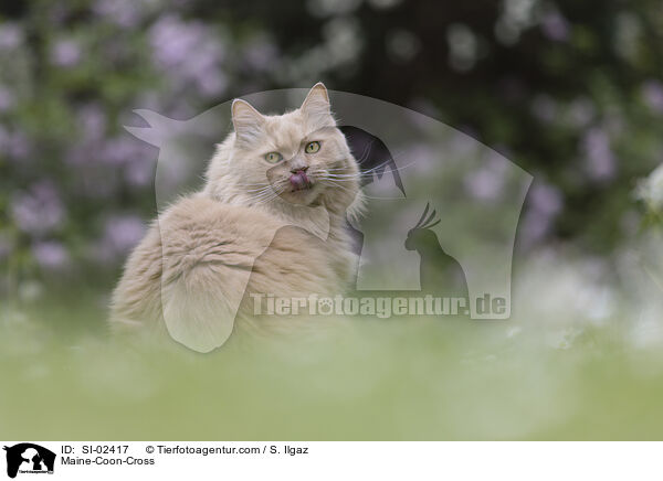 Maine-Coon-Mischling / Maine-Coon-Cross / SI-02417