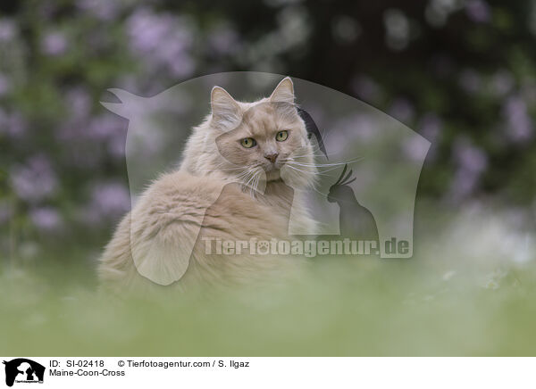 Maine-Coon-Mischling / Maine-Coon-Cross / SI-02418