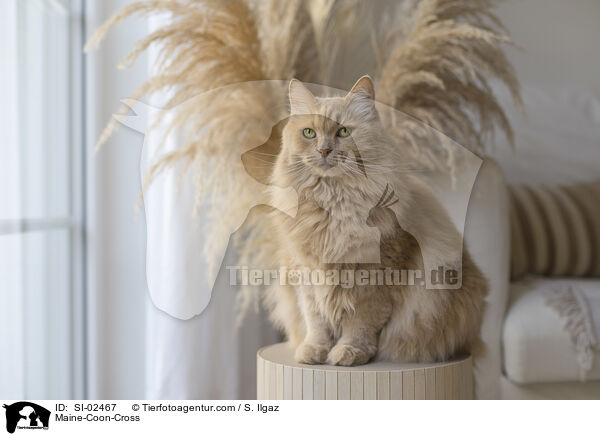Maine-Coon-Mischling / Maine-Coon-Cross / SI-02467